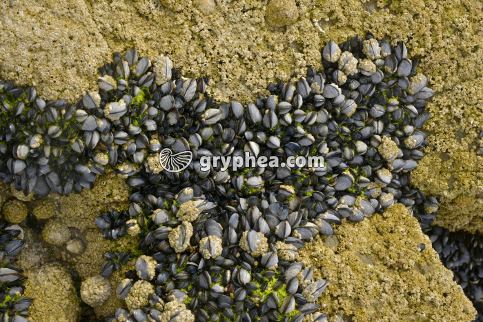 Moules en banc sur un rocher à marée basse (entourées de balanes) - gryphea.com